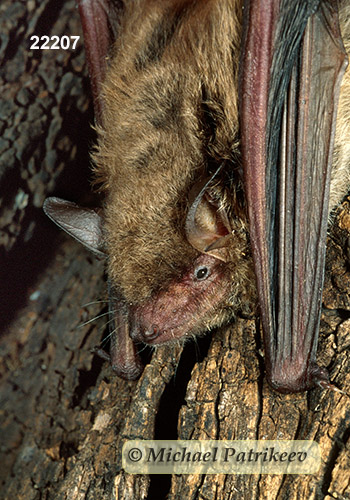 Cave Myotis (Myotis velifer)